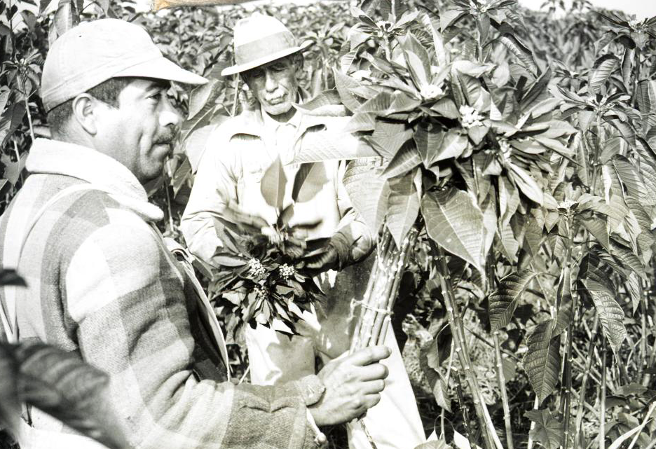 Photograph of workers cutting poinsettias in the field.