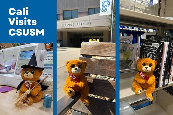 Image: three images of a small teddy bear in the library. Text: Cali Visits CSUSM