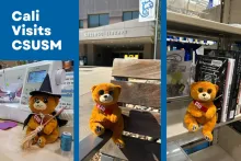 Image: three images of a small teddy bear in the library. Text: Cali Visits CSUSM
